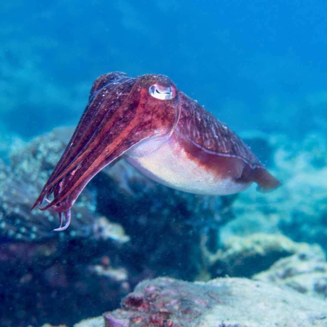 One Wild Cuttlefish (Sepiida), or Cephalopod, is swimming underwater in the Andaman Sea in Thailand. It is guarding a nest, which is a classic display of primal instinct animal behavior that ensures the success and survival of the species