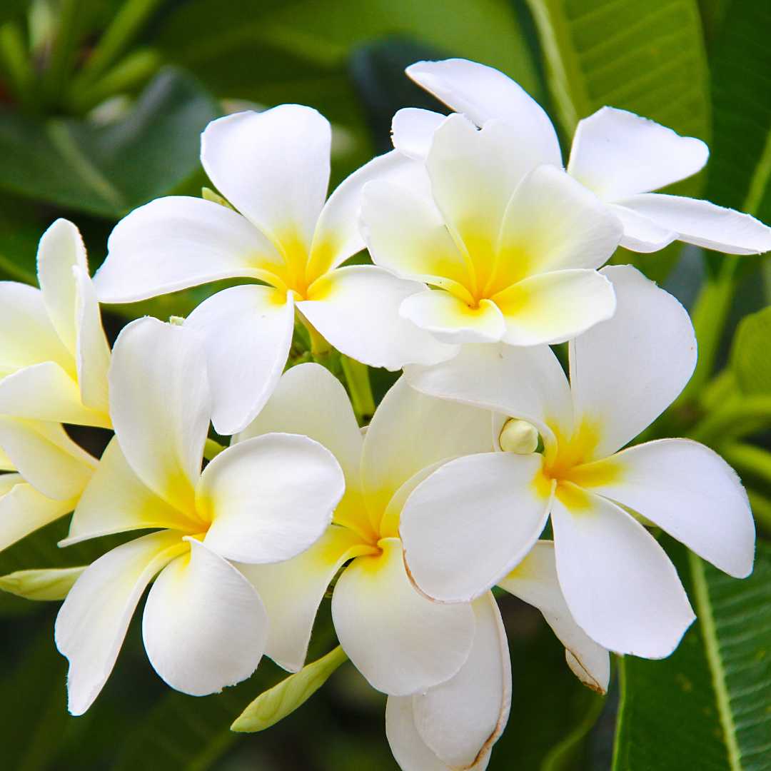 Pequeñas flores blancas de gardenia de siete pétalos.