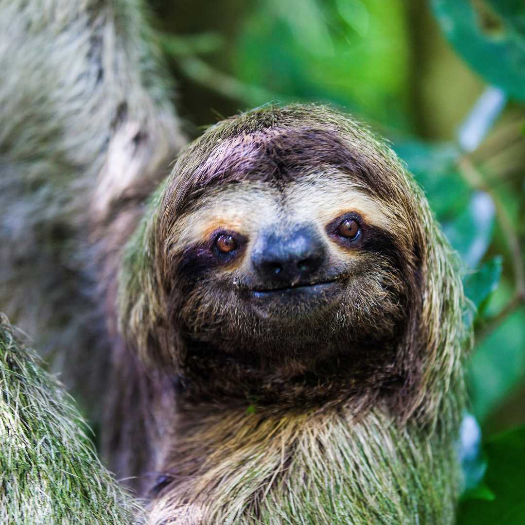 sloth in Manuel Antonio National Park