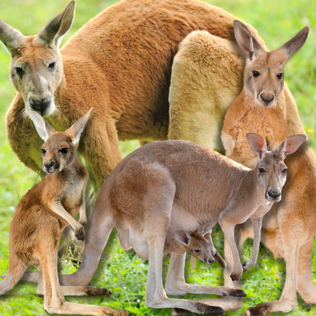 Canguri in Australia