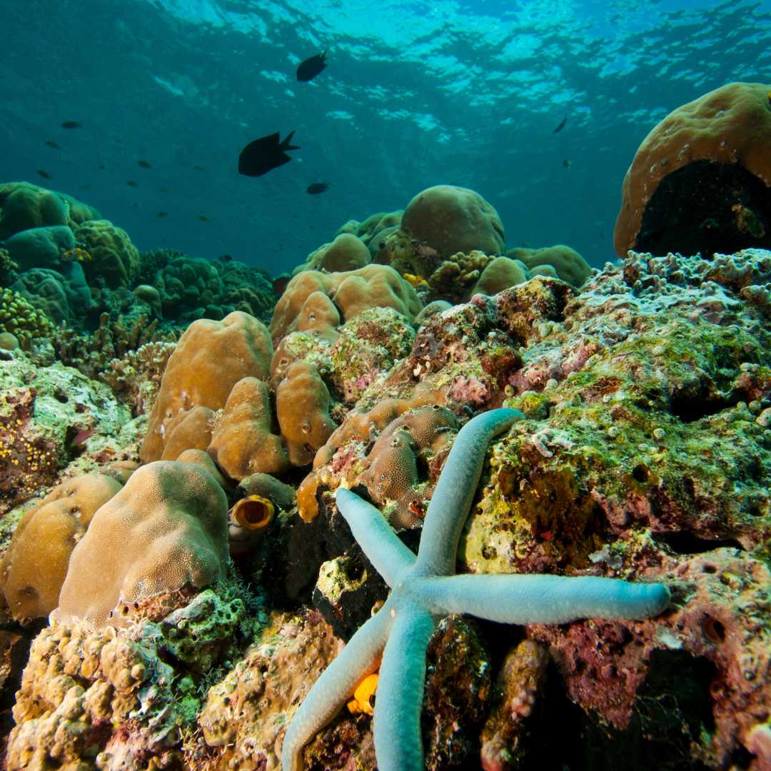 Estrella de mar o estrella de mar (Linckia laevigata) sobre un arrecife de coral tropical
