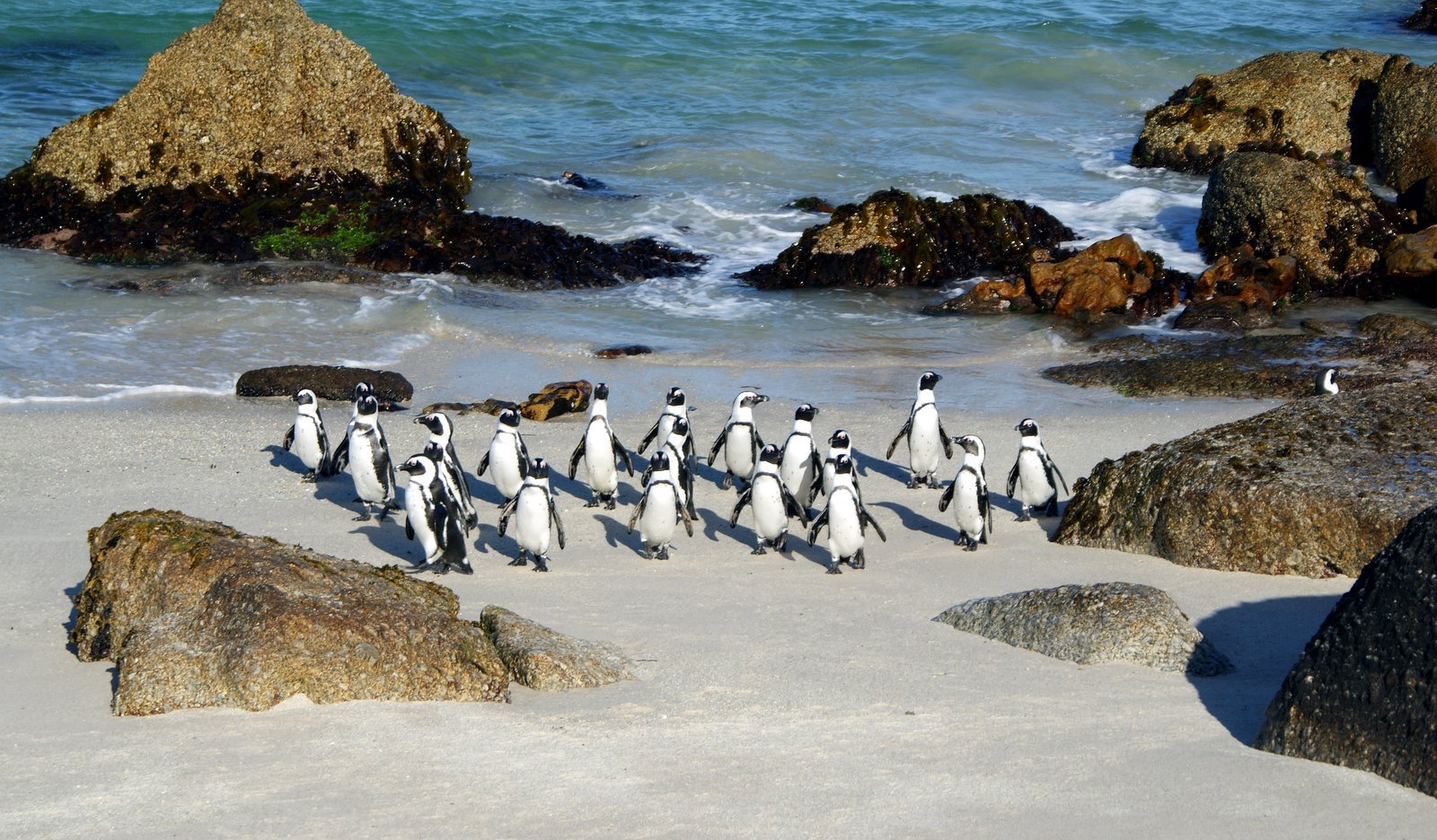 group of Humboldt Penguins in Peru