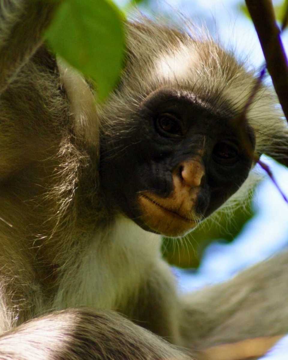 Sansibar-Rote Colobus-Affen