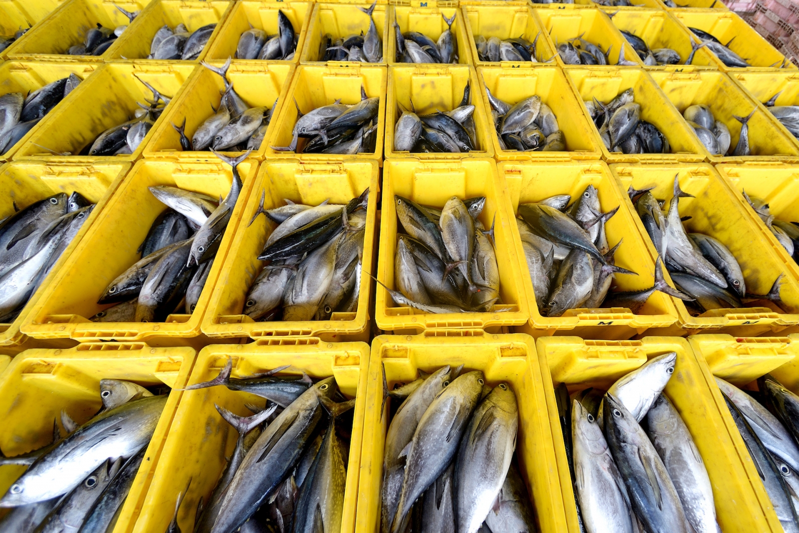 Un exemple de l'industrie de la pêche en Allemagne