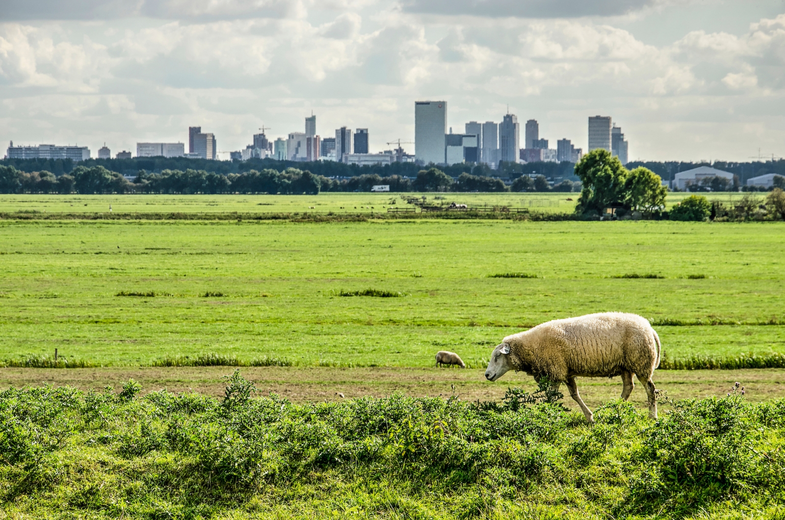 Schafe laufen auf einem Deich in einem Polder nördlich von Rotterdam, Niederlande, mit der Skyline der Stadt in der Ferne