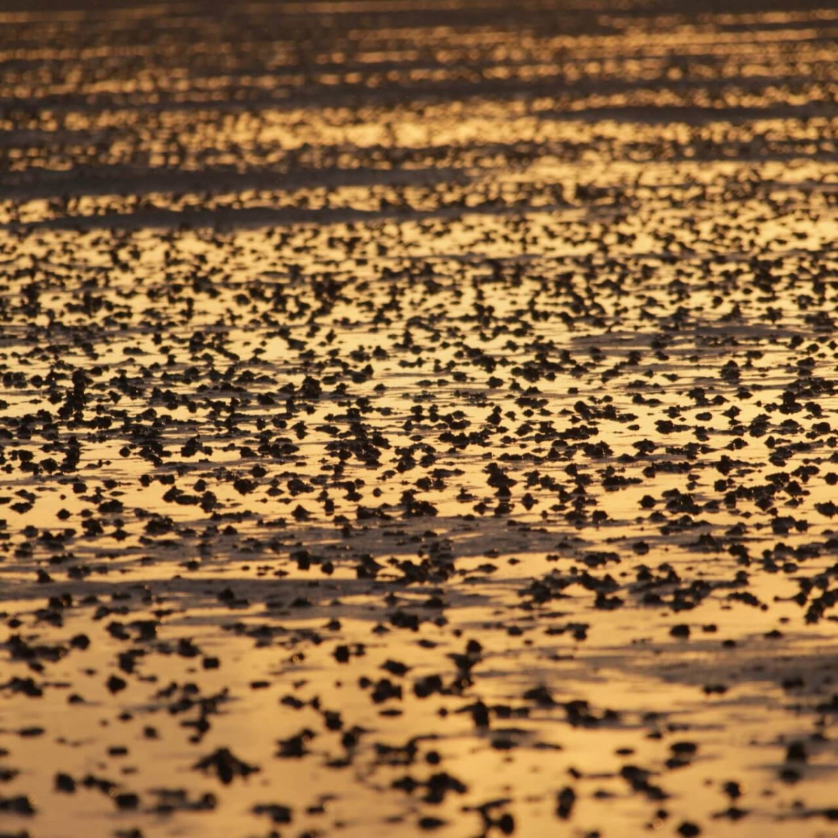 National Parkverwaltung Niedersaechsisches Wattenmeer