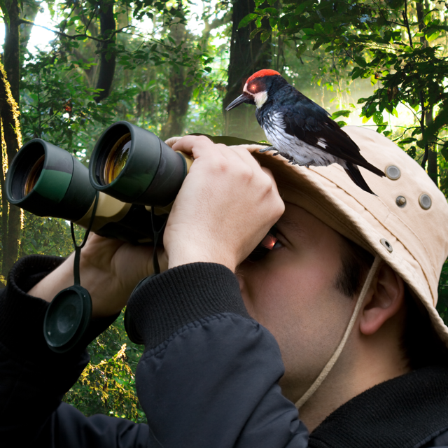 Wilhelmshaven and all the North Sea coast is a paradise for birdwatchers