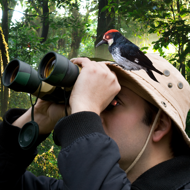 Wilhelmshaven und die gesamte Nordseeküste sind ein Paradies für Vogelbeobachter