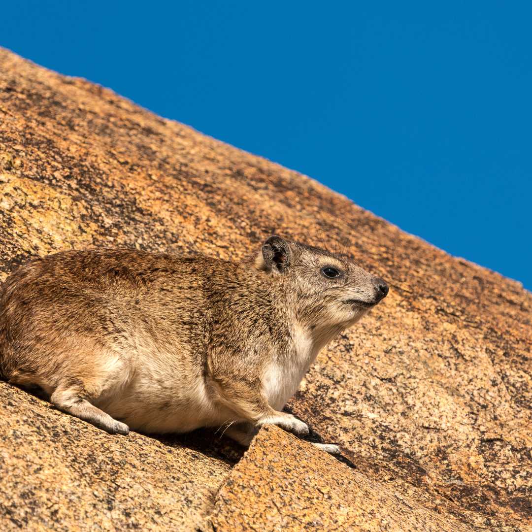 The rock hyrax (Procavia capensis), also called rock badger, rock rabbit, and Cape hyrax