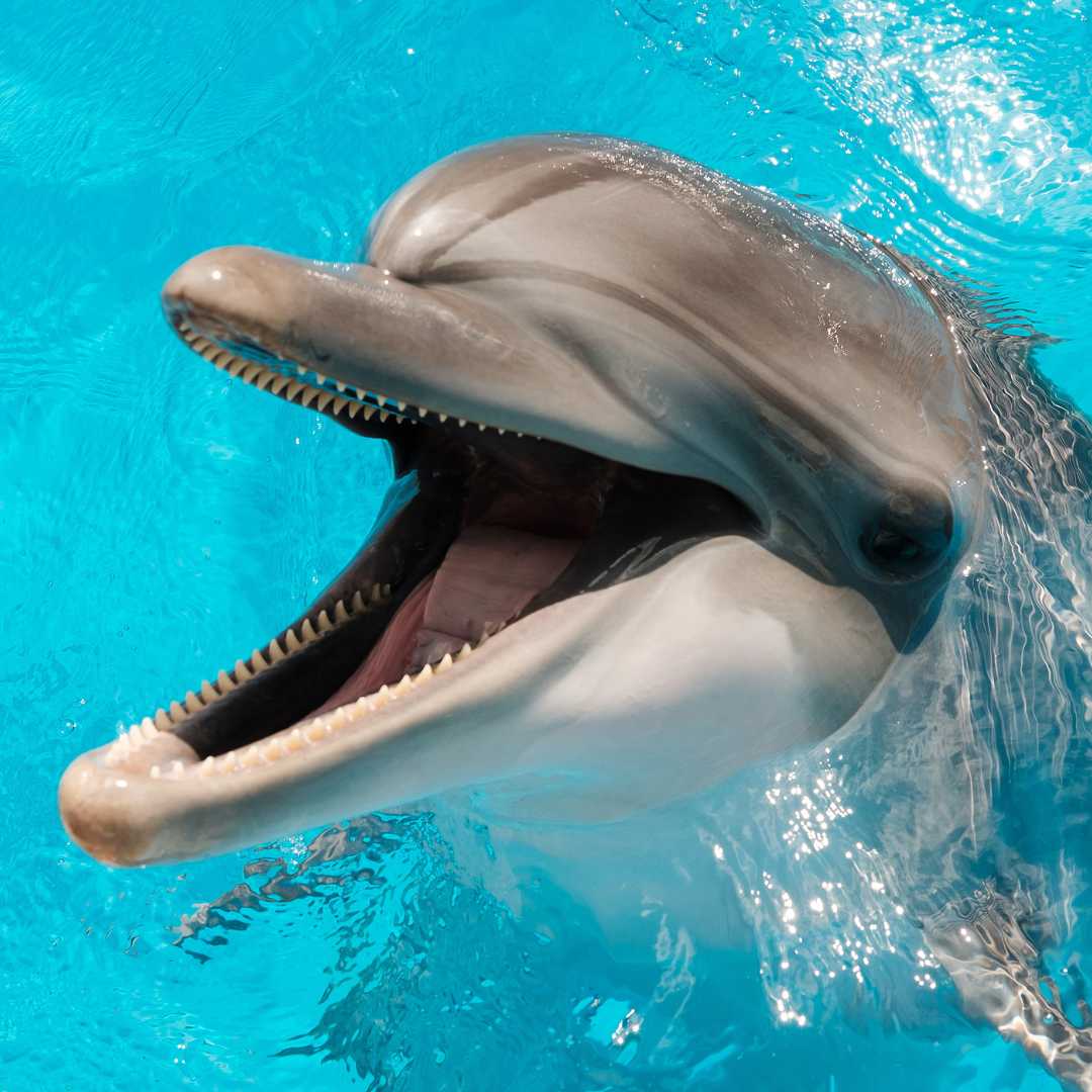 Delfín mular nadando en agua azul