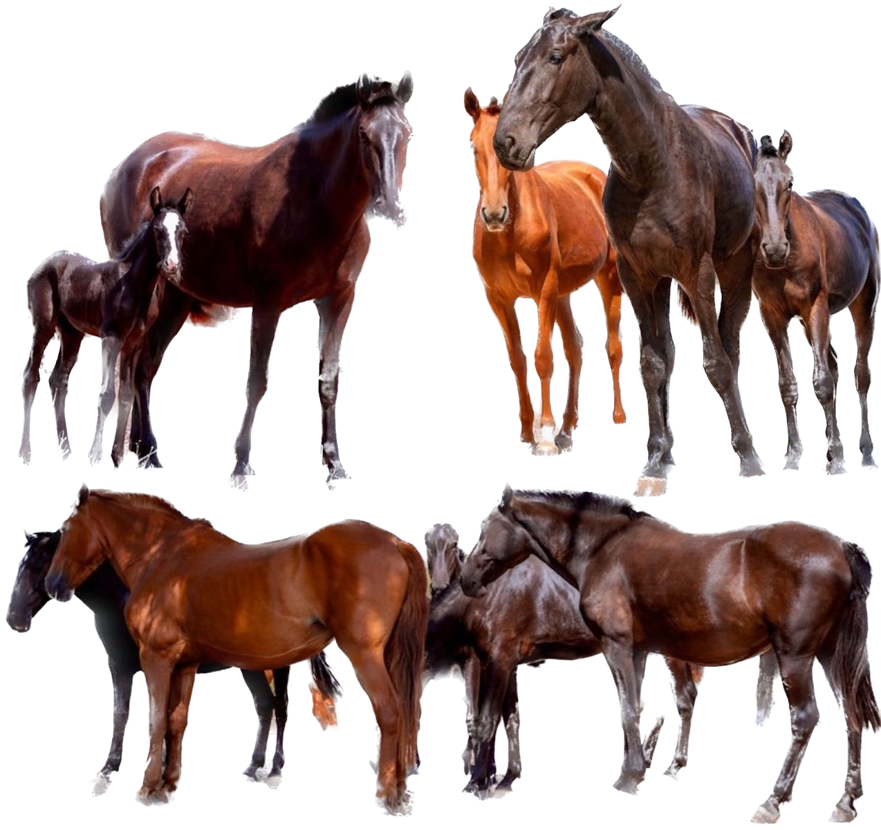 Menorcan horses
