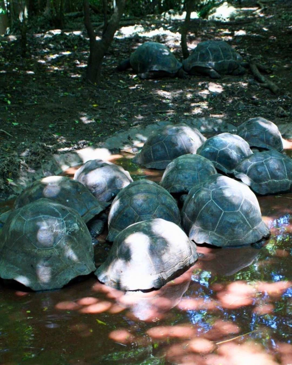 Die Riesenschildkröten von Prison Island