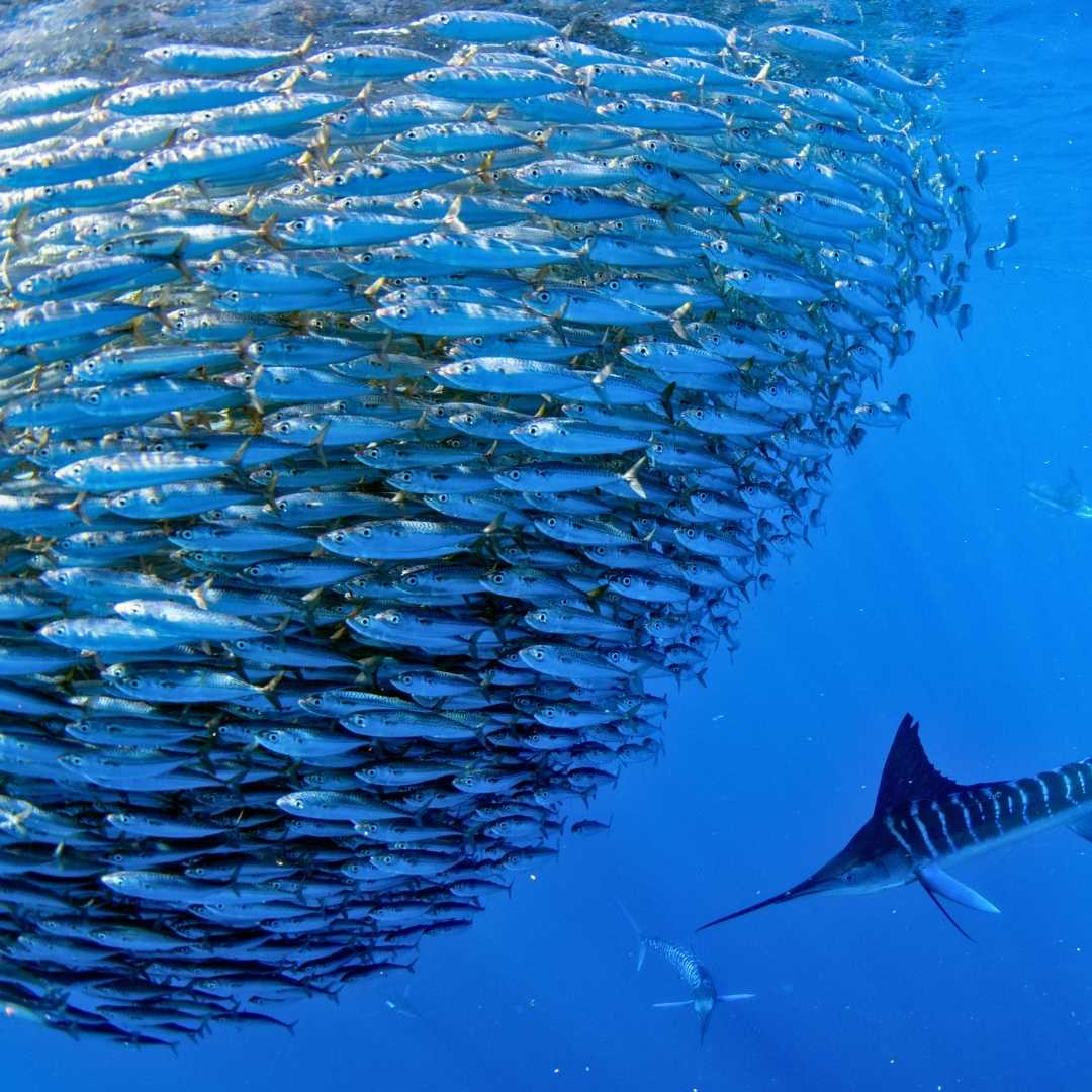 Marlin rayé et lion de mer chassant dans une boule d'appât de sardine dans l'océan Pacifique