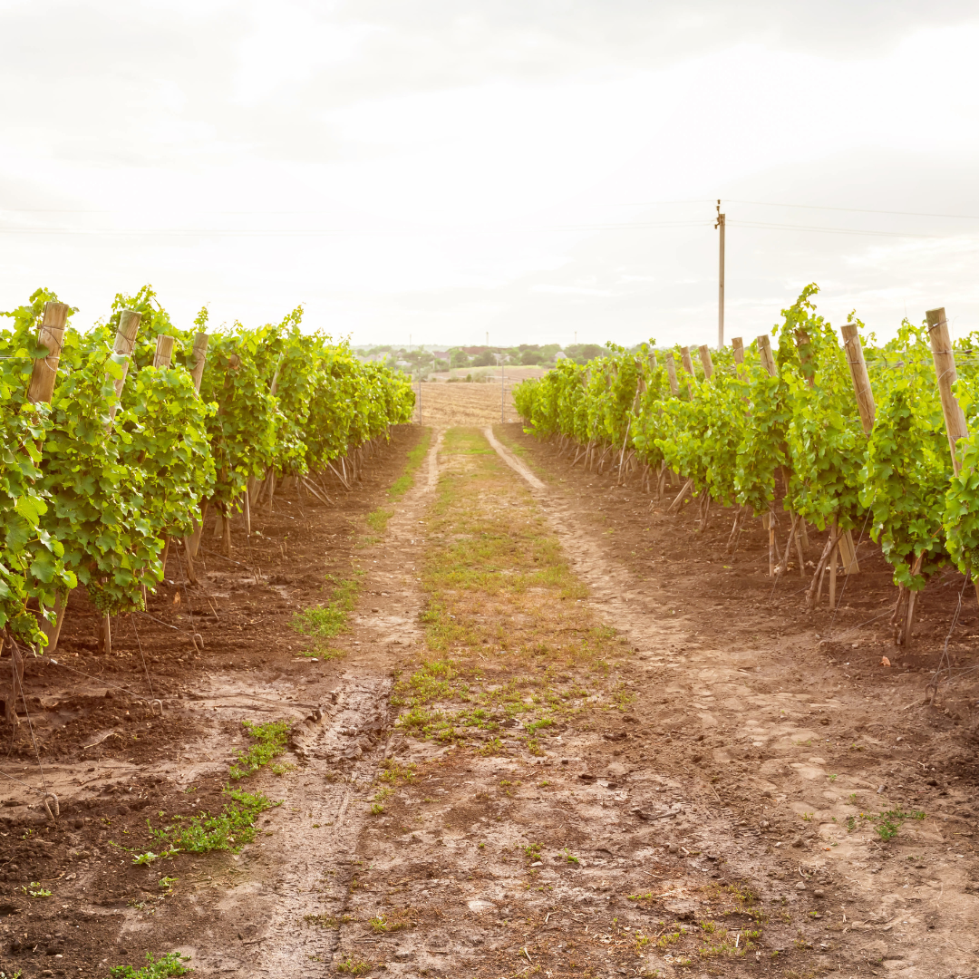Wine farm and vineyard in rural landscape, Moldova. Shrubs grapes