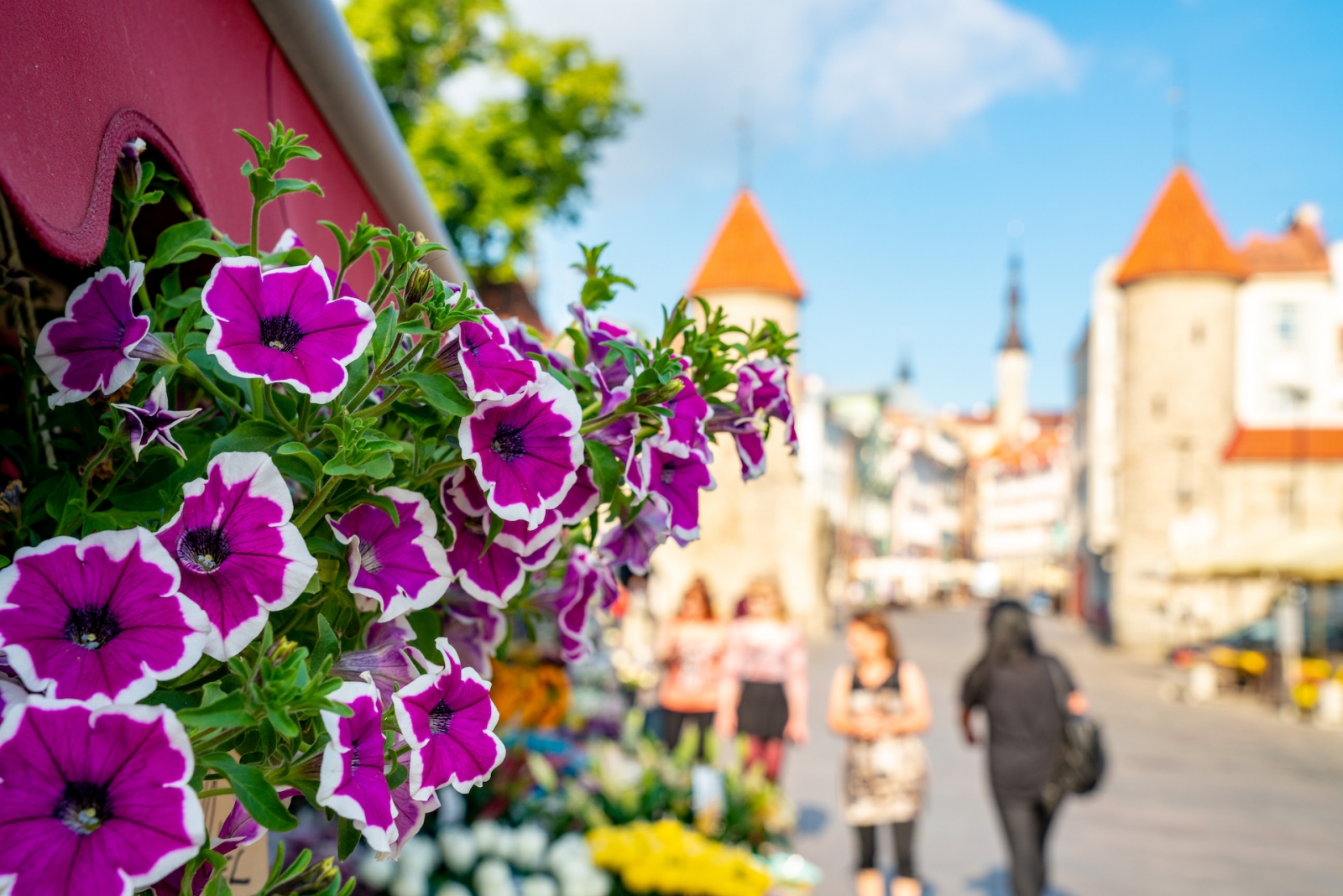 Belles fleurs au milieu de la vieille ville de Tallinn.