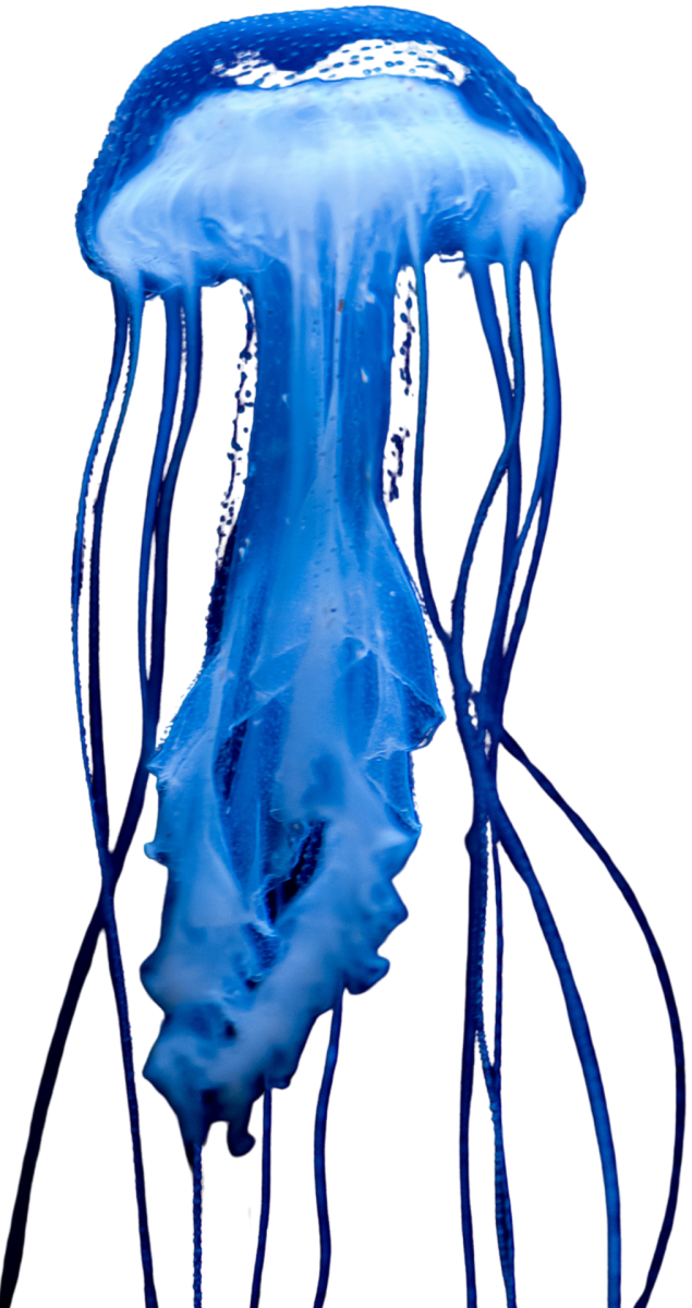Medusa azul del Parque Oceanográfico de Valencia