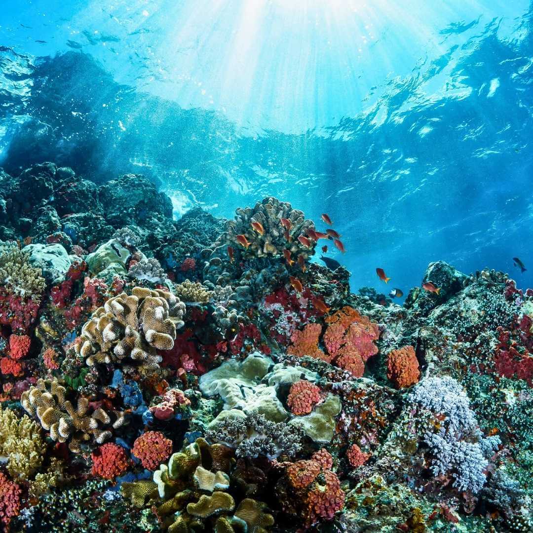 Magnifique corail sur la grande barrière de corail