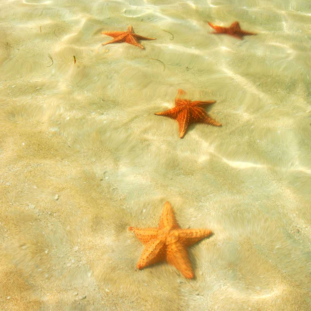 Starfish Beach, Boca del Drago, Isola Colon, Arcipelago di Bocas del Toro, Panama, America Centrale