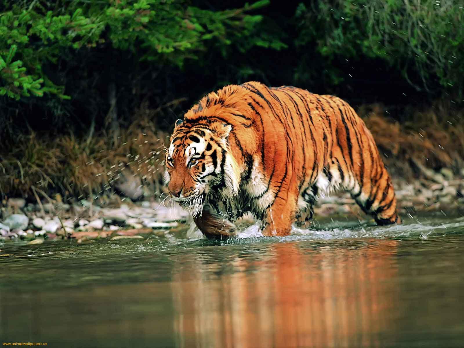 tiger of tourism