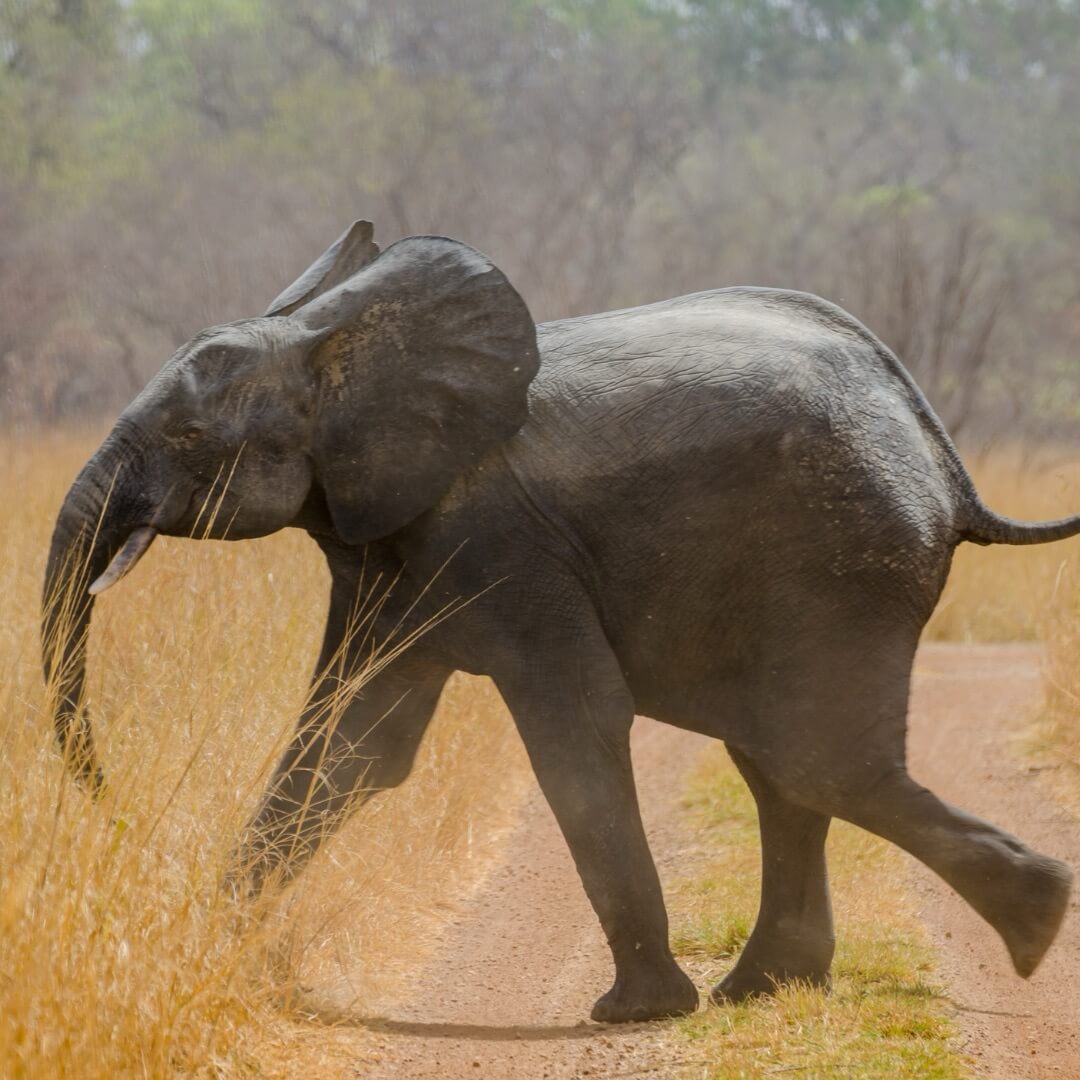 Giovane elefante africano che corre su una pista nel Parco Nazionale di Pendjari