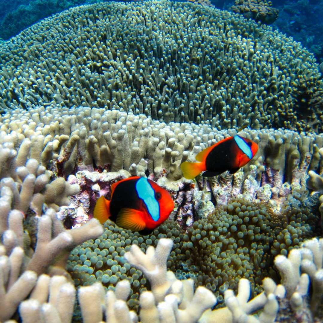 Pez payaso en la Gran Barrera de Coral