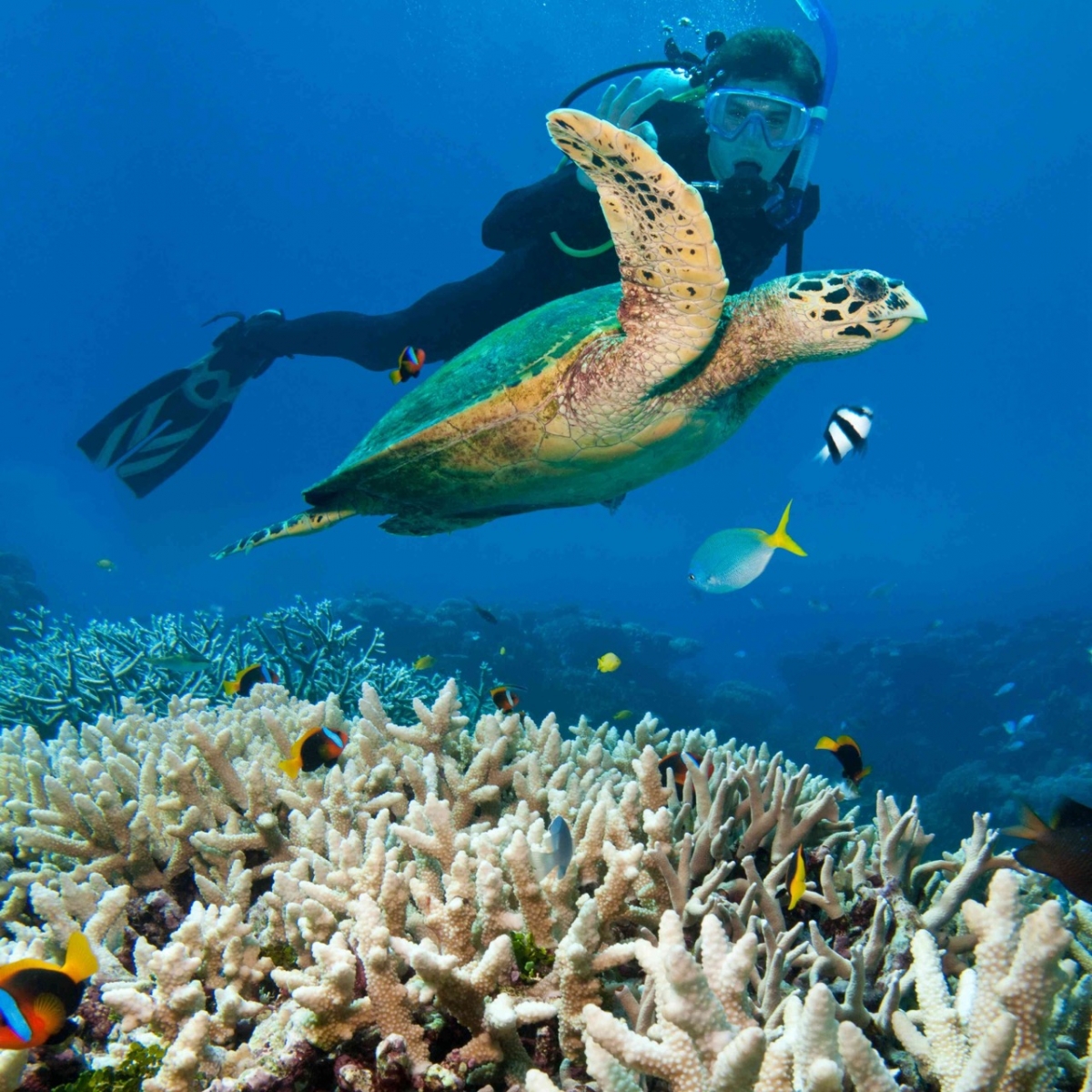 Scuba diving with turtles in Philippines