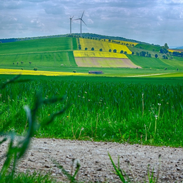 Champs jaunes en Basse-Saxe, Allemagne