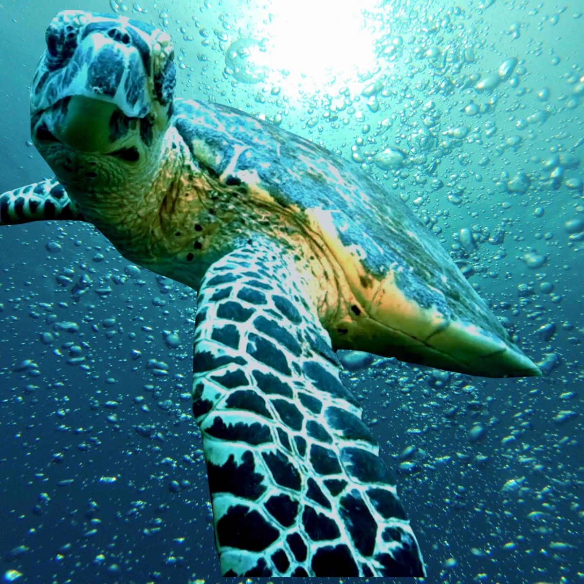 Curious turtle in Philippines