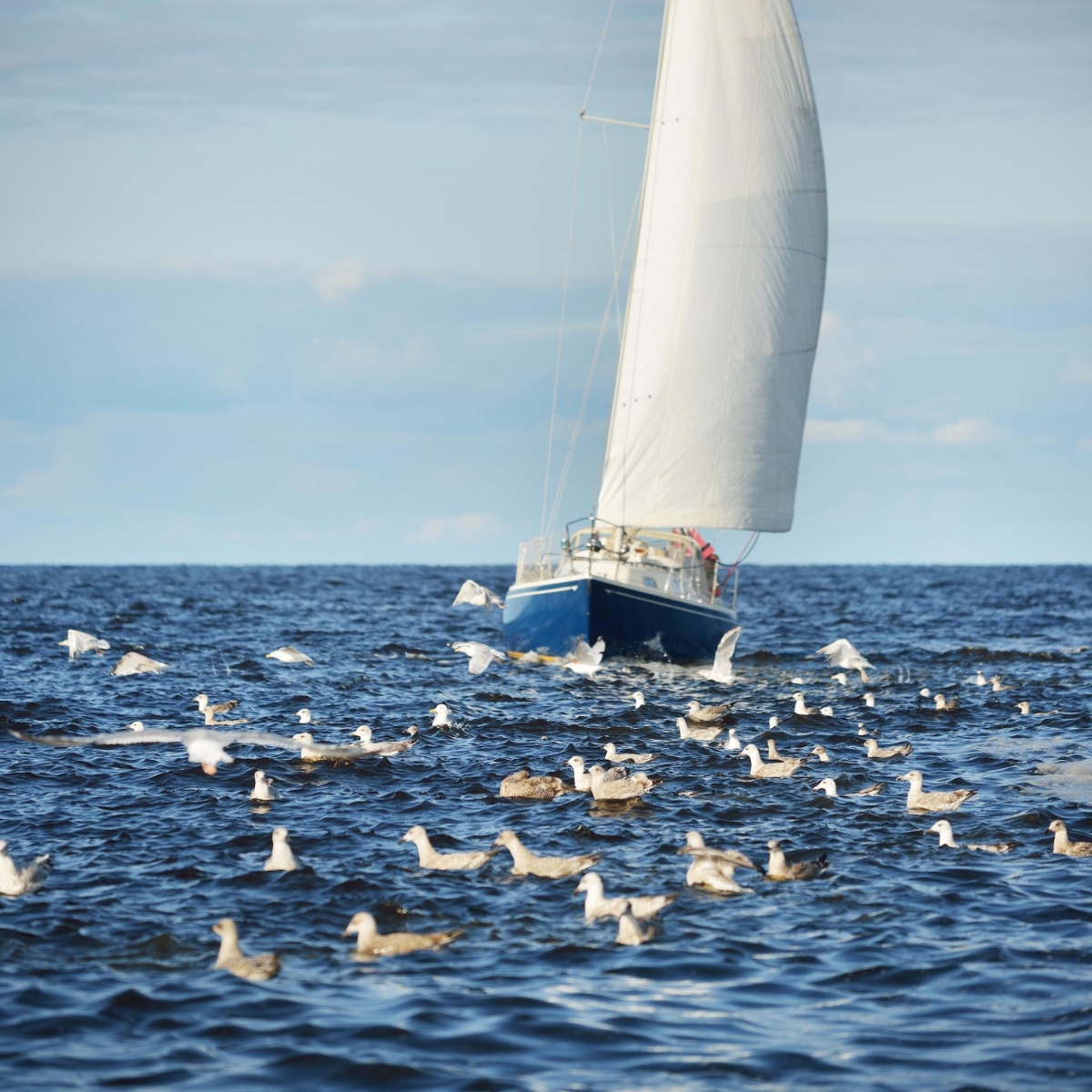 Blaue Jacht mit Schaluppe segelt an einem klaren Tag in der offenen Ostsee, fliegende Möwen aus nächster Nähe.  Bucht von Riga, Lettland