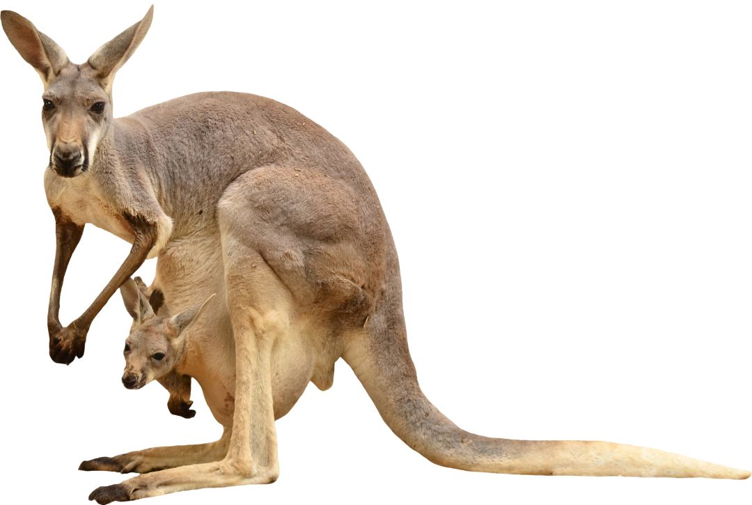 Känguru-Mutter und Känguru-Baby
