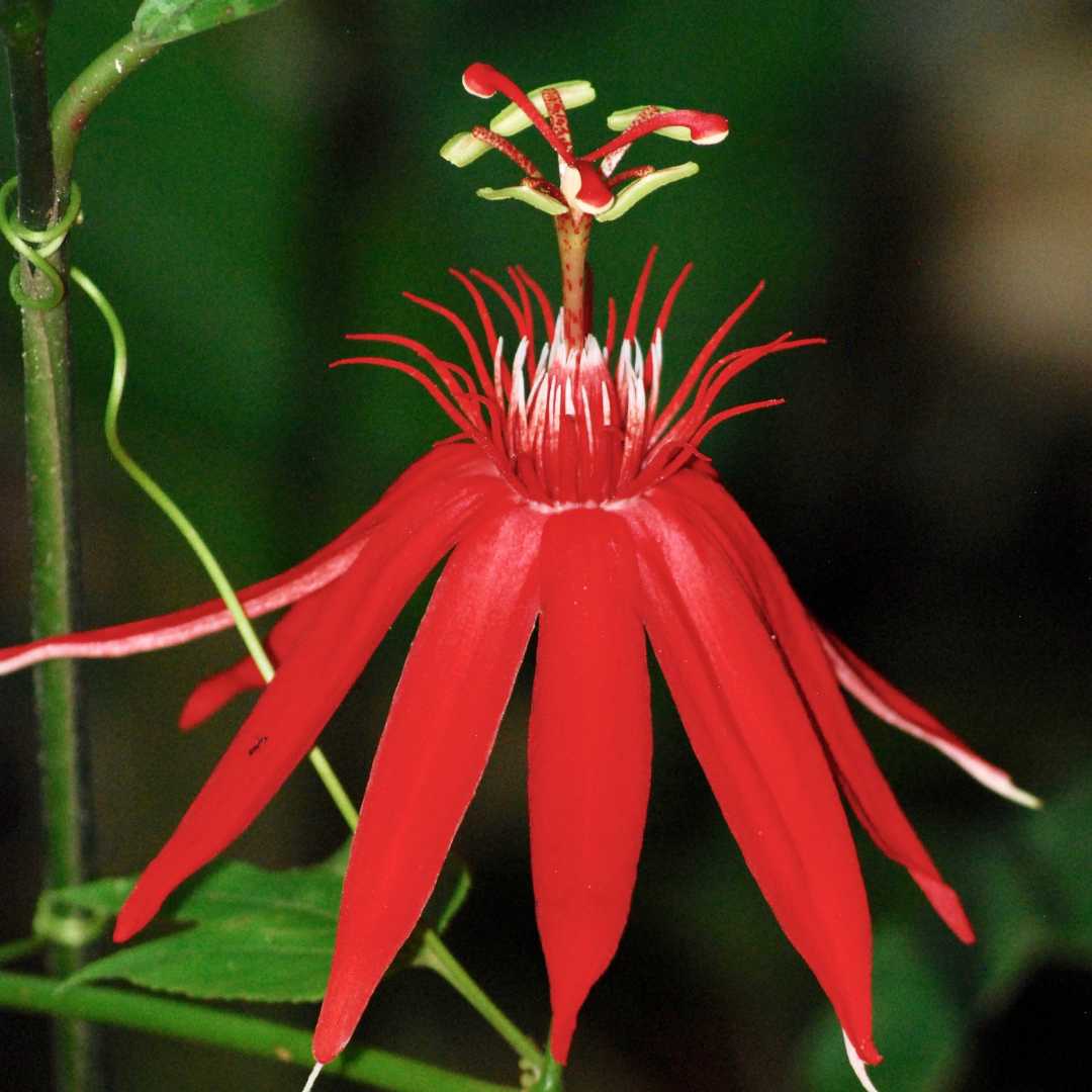 Passiflora, known also as the passion flowers or passion vines, is a genus of about 550 species of flowering plants, the type genus of the family Passifloraceae. They are mostly tendril-bearing vines, with some being shrubs or trees