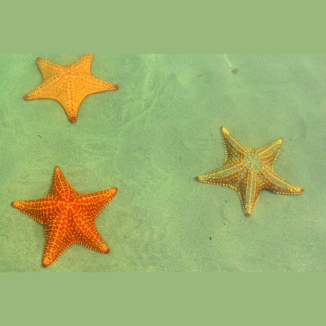Vue de trois étoiles de mer colorées à Playa Estrella, Panama