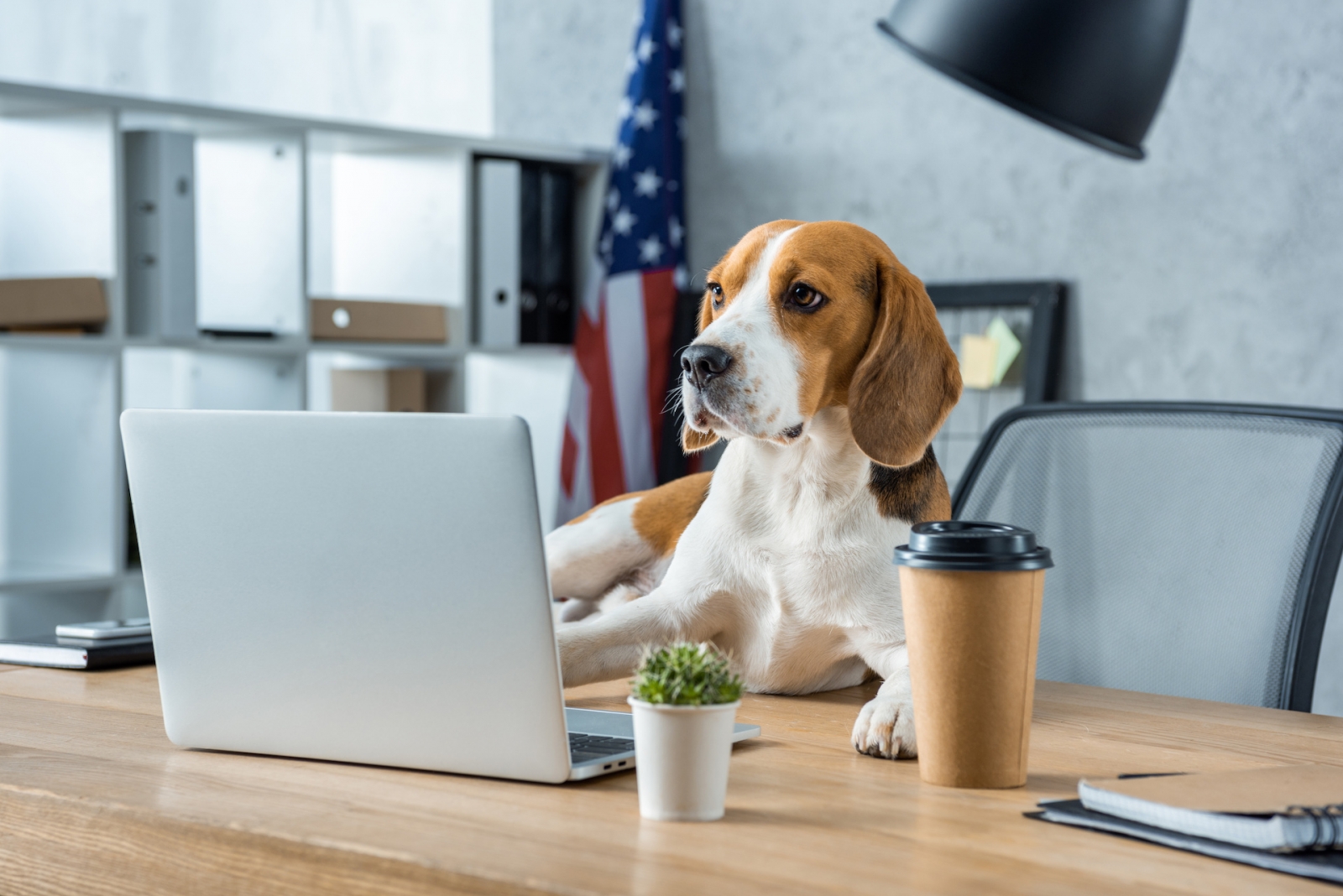 Beagle americano sentado en la mesa con una computadora portátil y eligiendo alojamiento para el próximo viaje a German Bremerhaven