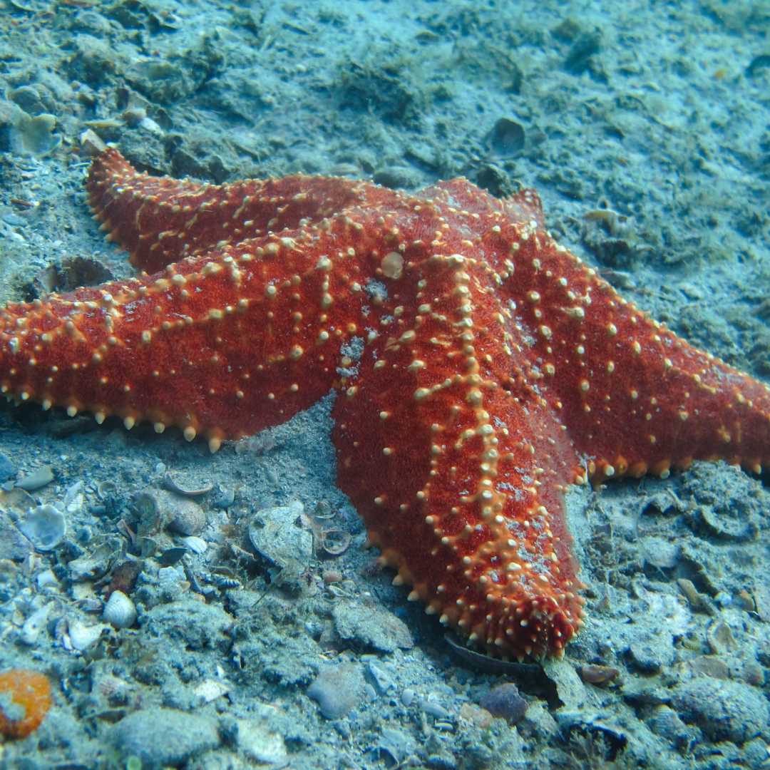 An adult cushion sea star on the sandy bottom of the ocean