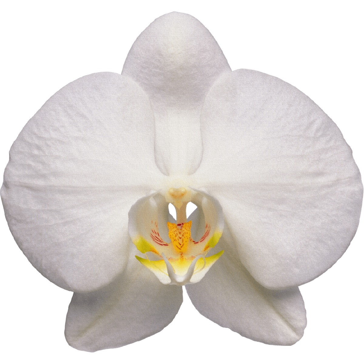 Orchid from National Orchid Garen in Singapore