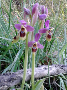 orquídea menorquina
