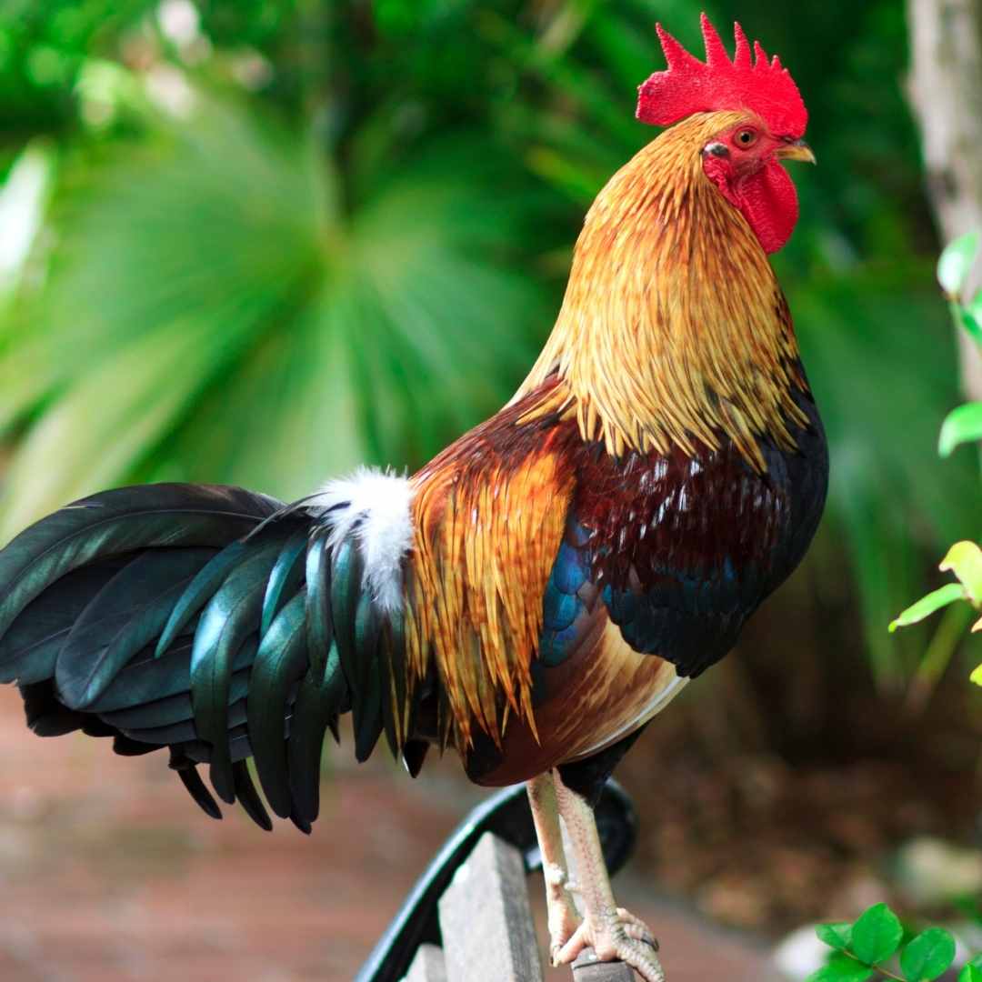 Hemingway not only had cats, but also such a wonderful rooster