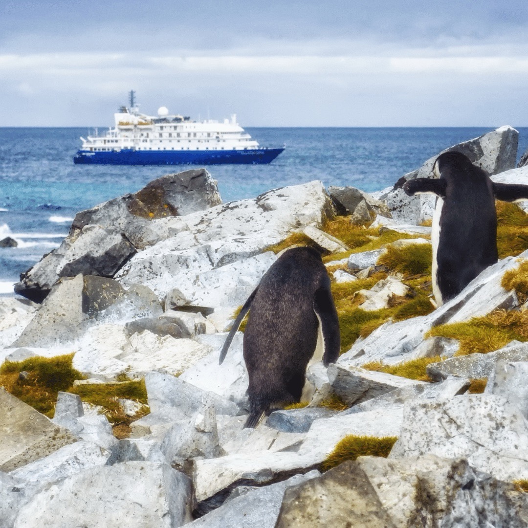 Penguins and Cruise in antarctica islands