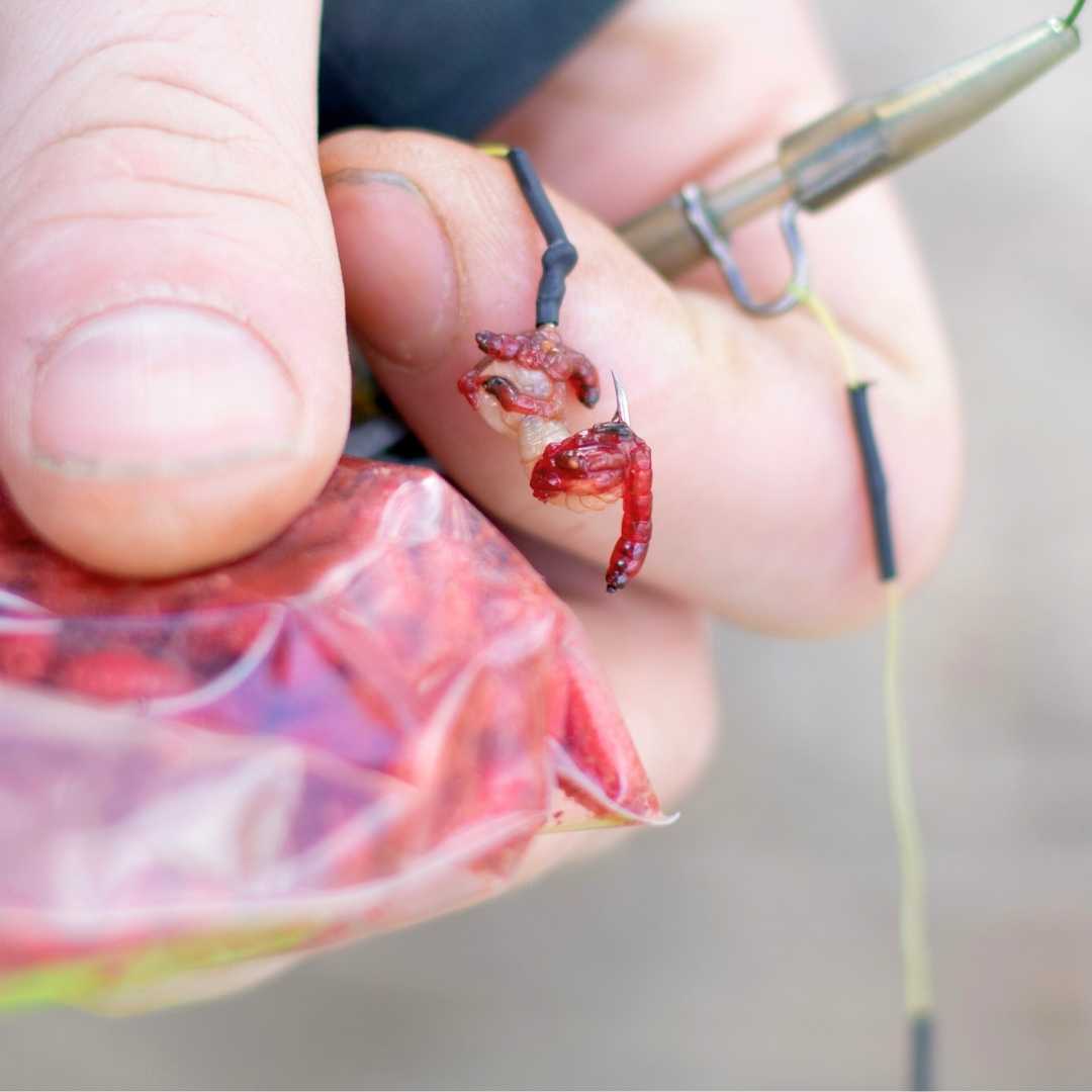 El pescador pone cebo, gusanos de sangre o larvas de mosquito en el anzuelo de la mormyshka.