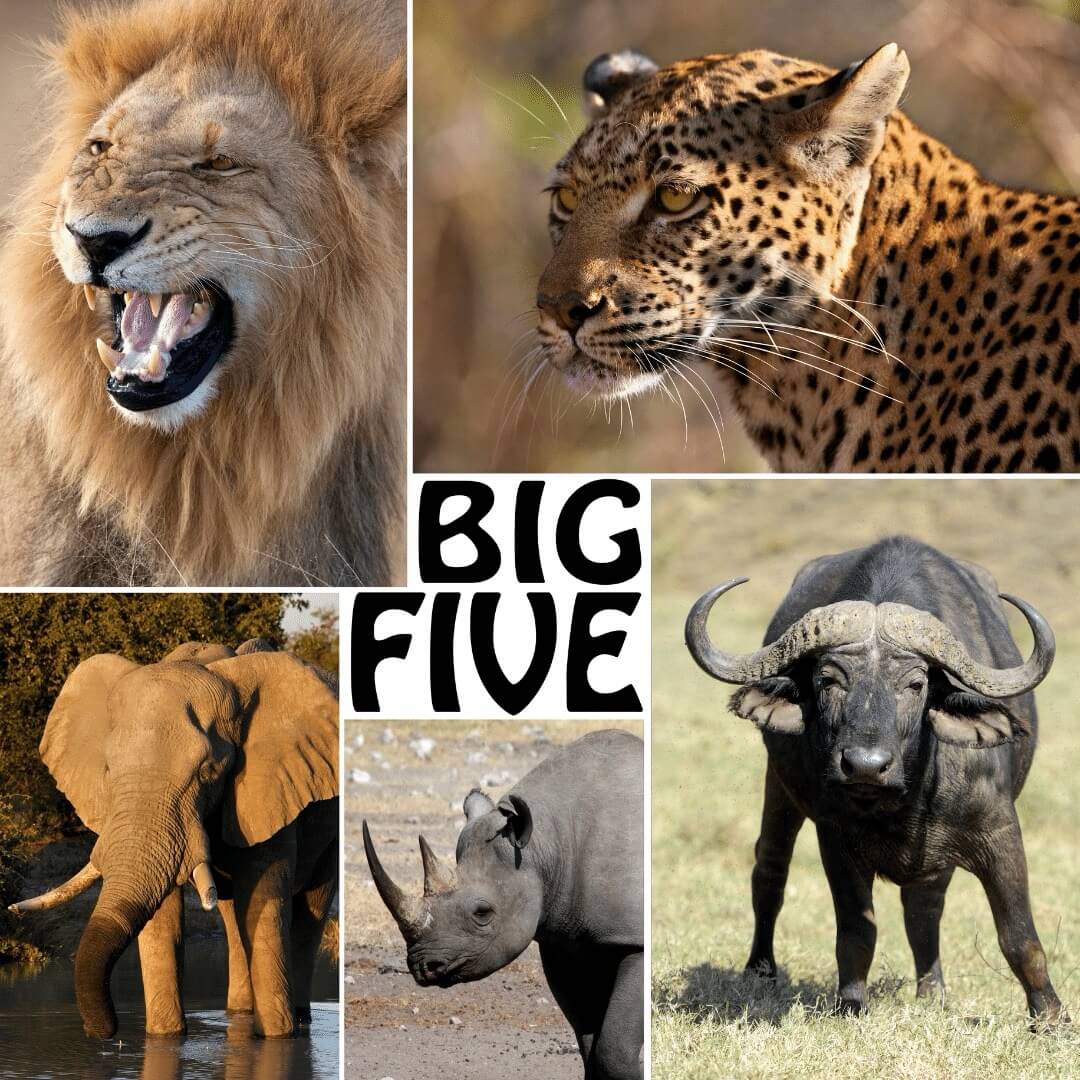 Safari africain - Les Big Five