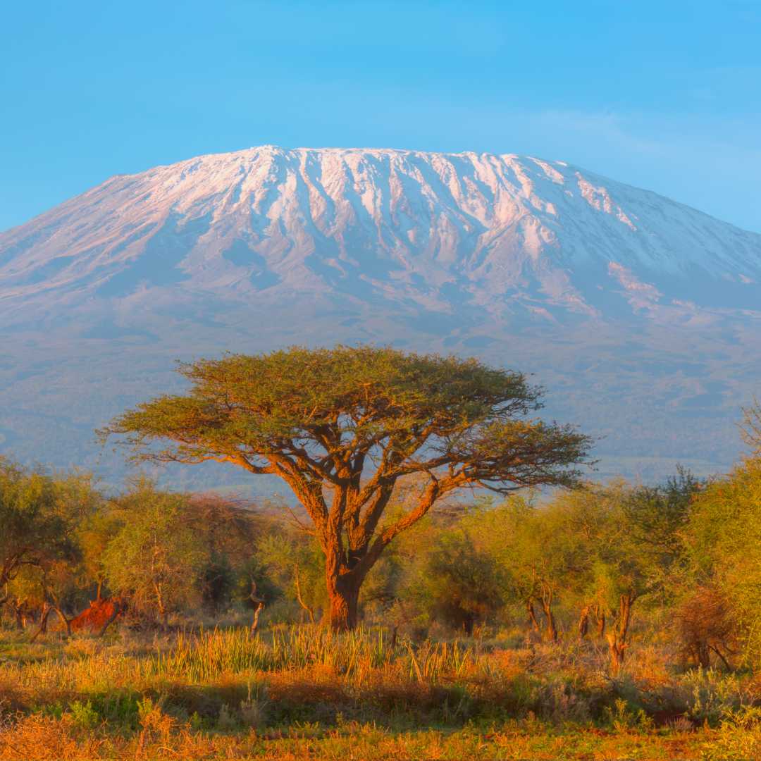 Monte Kilimanjaro con Acacia in Africa