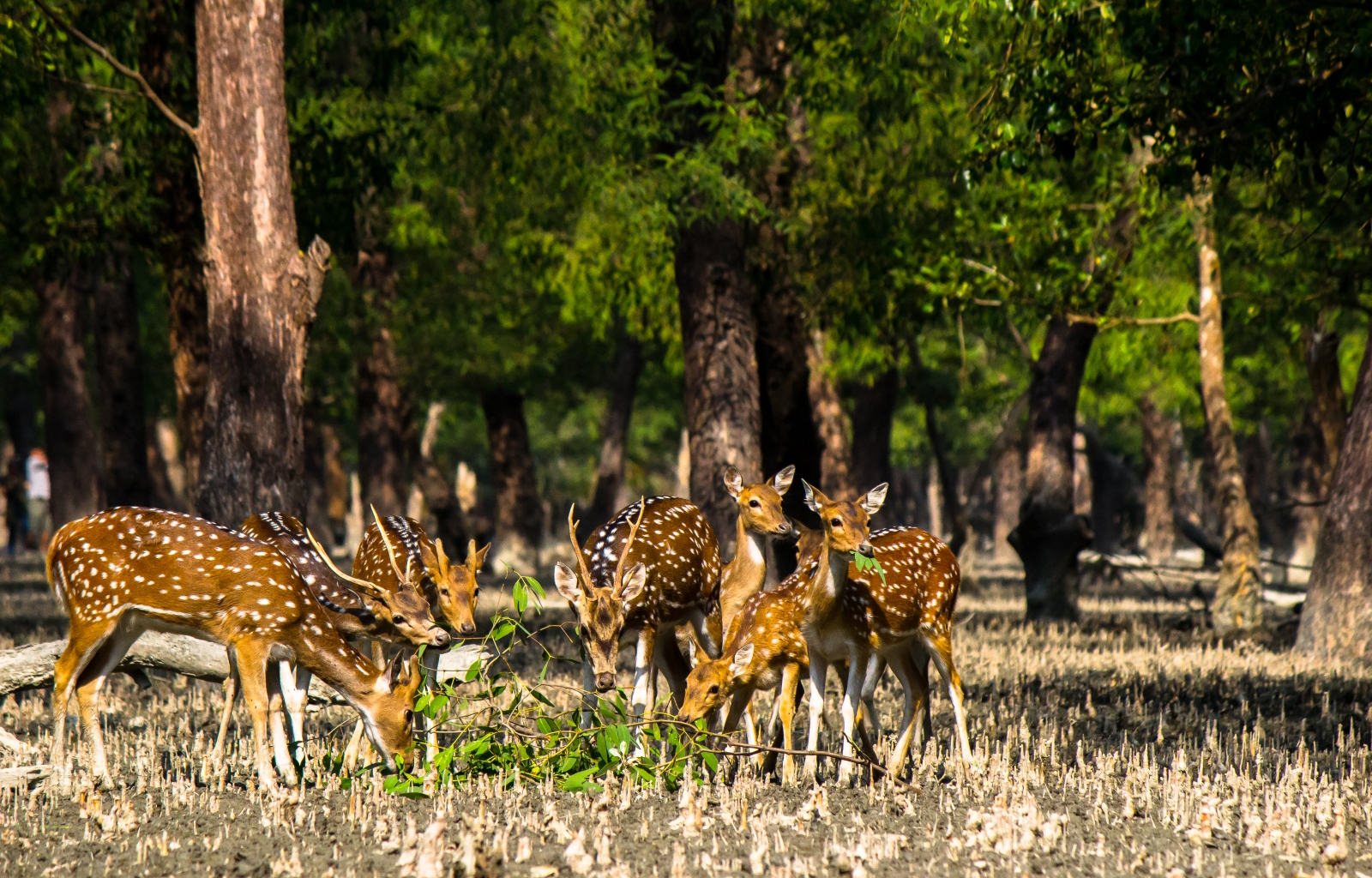 Flora und Fauna der Sundarbans