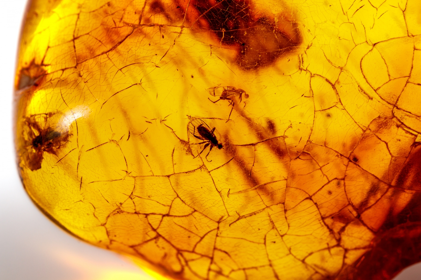 Macro ambra minerale di pietra con insetti, mosche e coleotteri