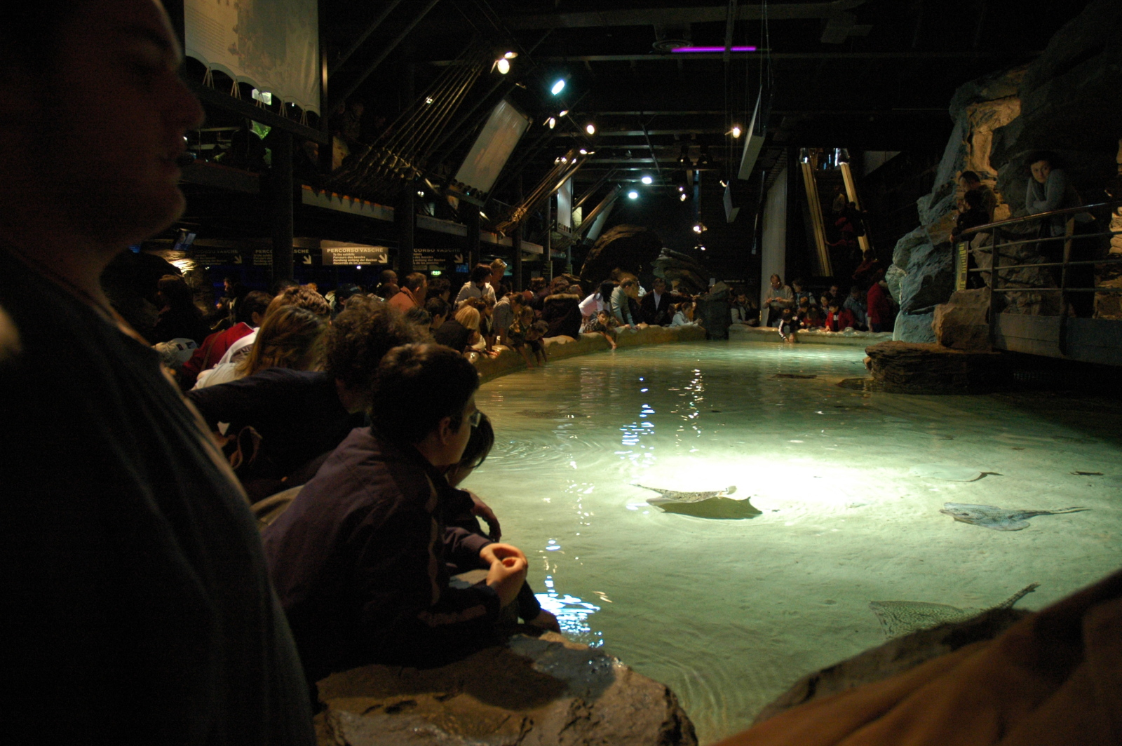 Acuario de Génova - tanque de rayas