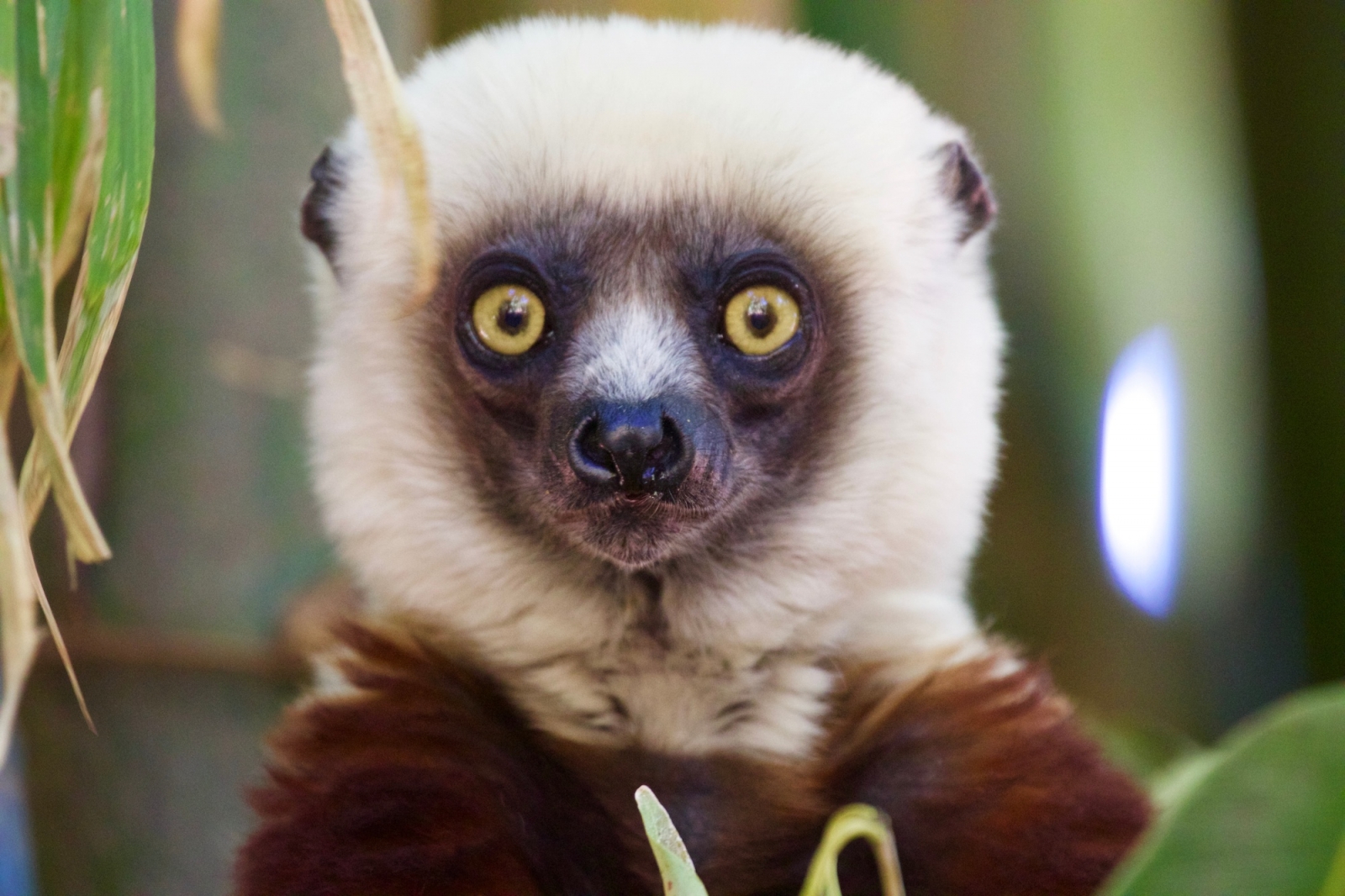 Explore the endemic fauna of Madagascar island!