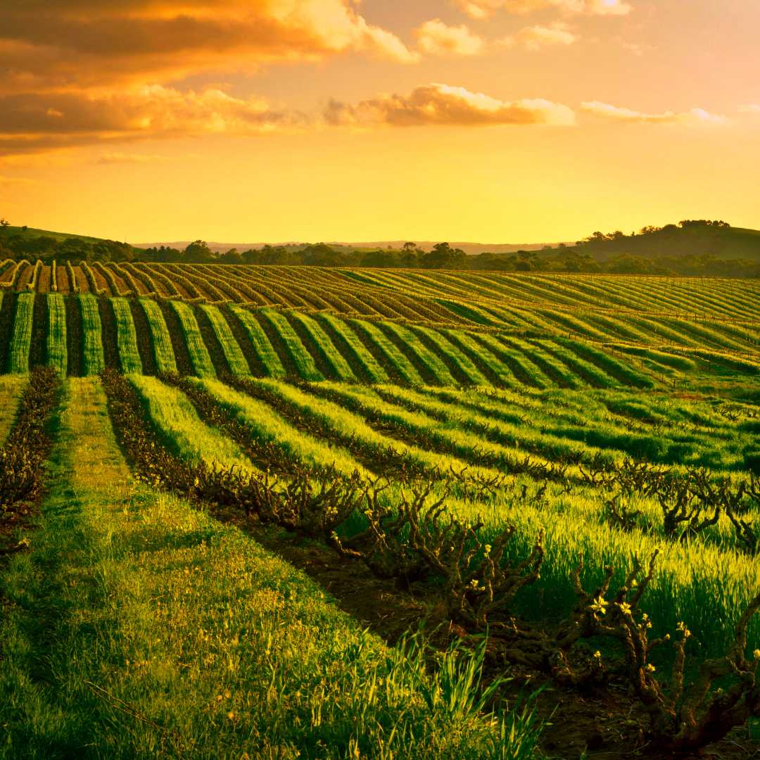Barossa Valley Weinregion Südaustralien