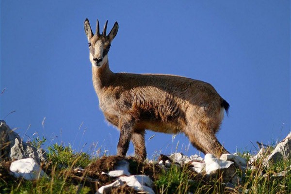 Nicht selten bezeugt man eine Alpengemse  oder eine  Wildgevögel Jagd auf Kleintiere 