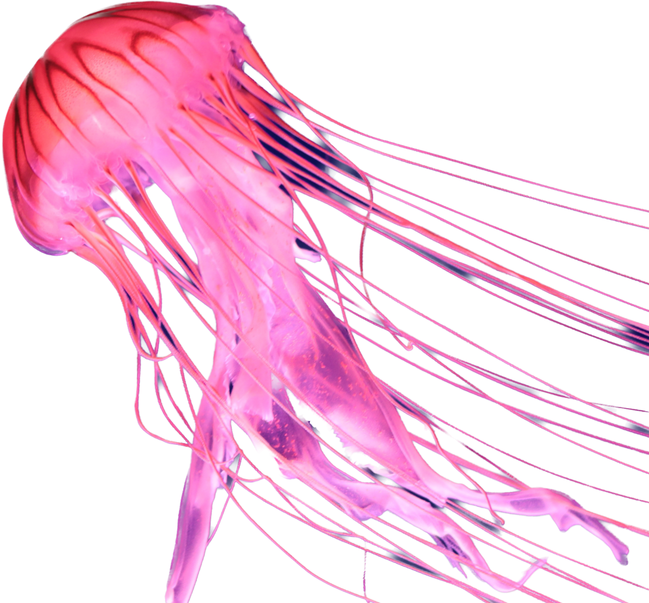 Красная медуза из Океанографического парка в Валенсии