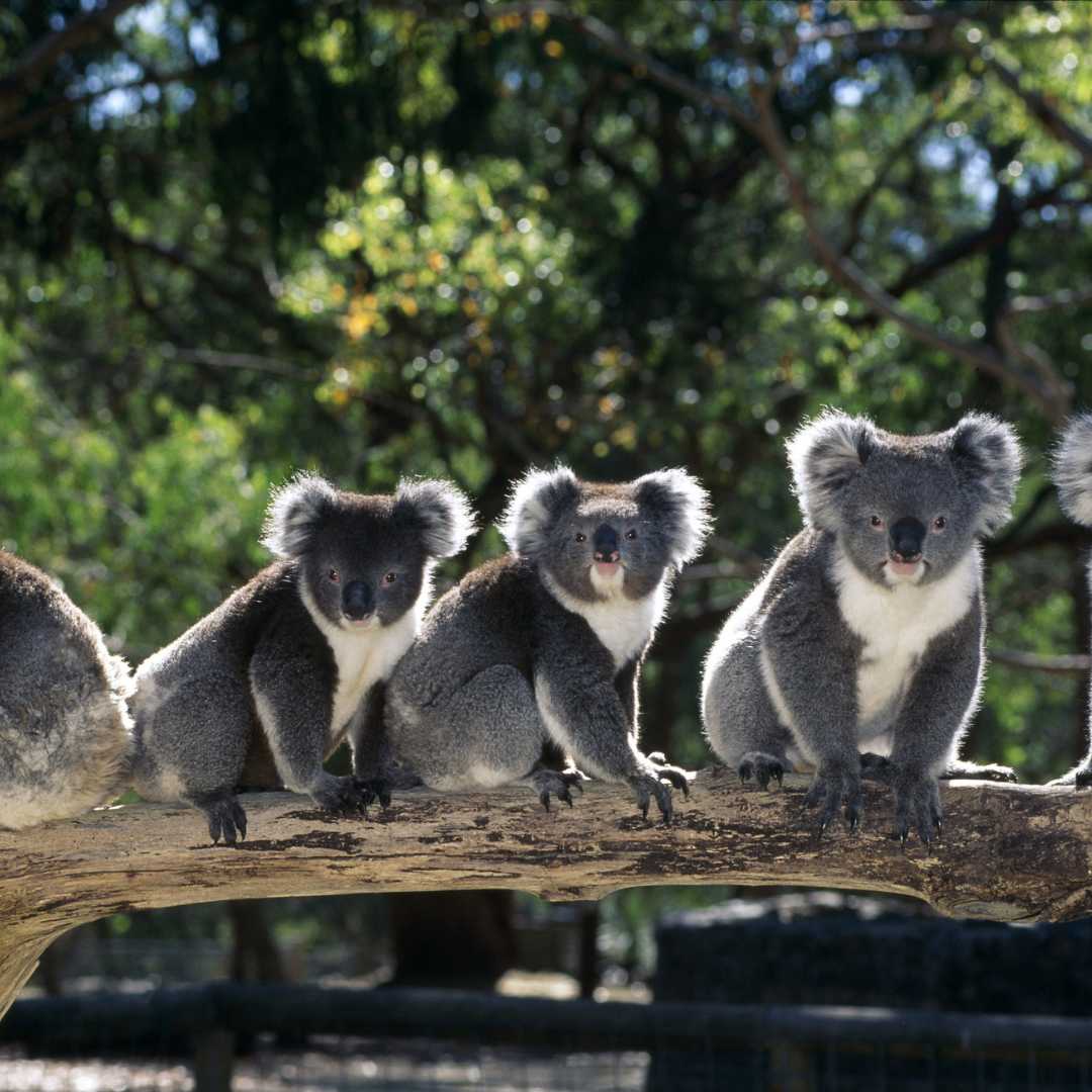 Gruppe von Koalas