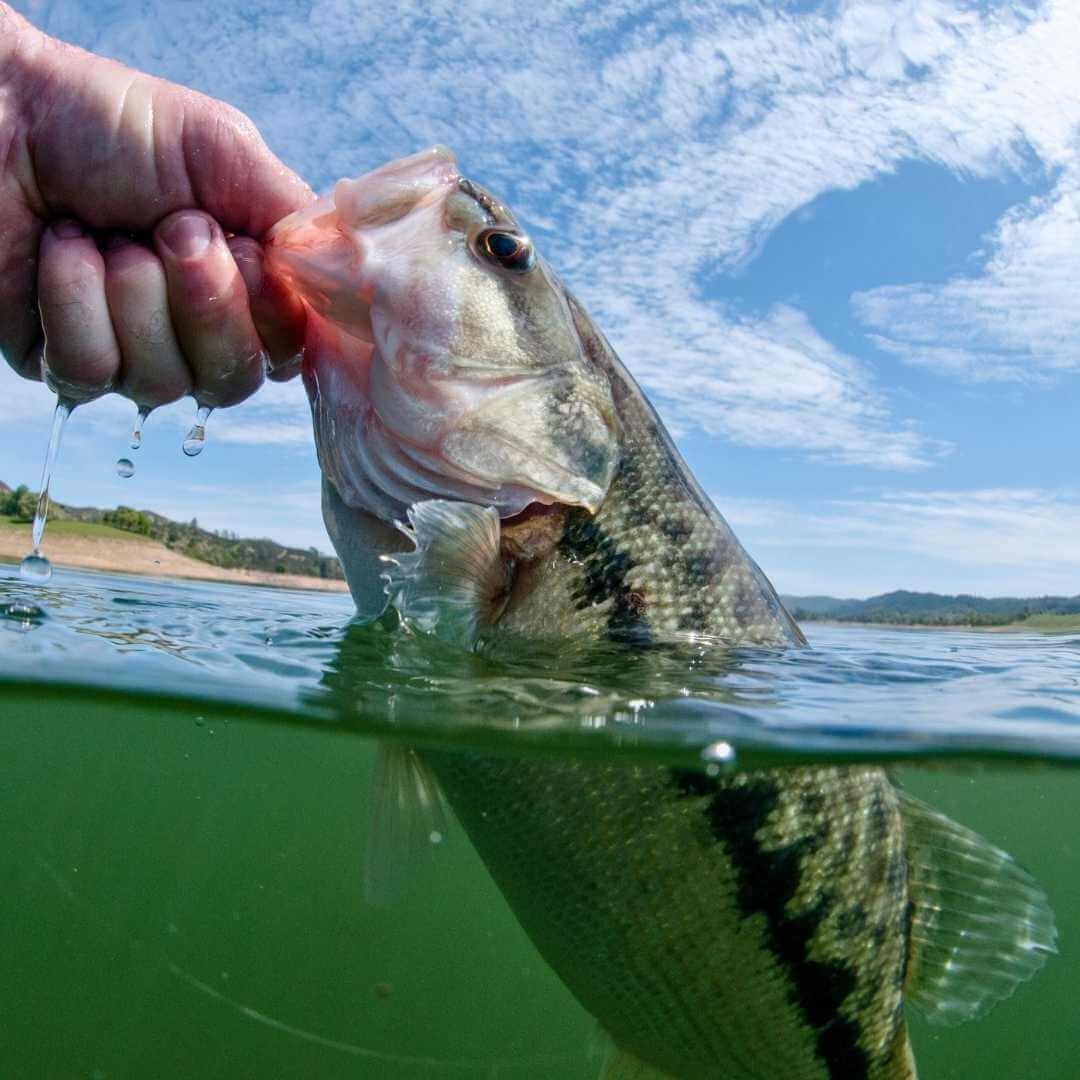Catching a bass